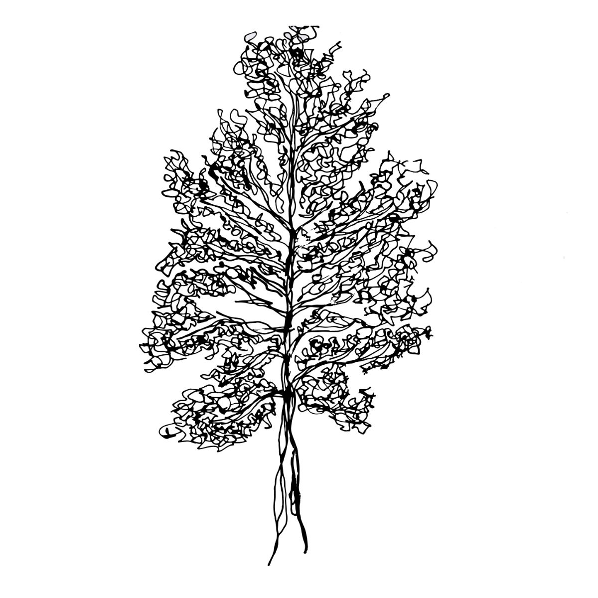 The Birch